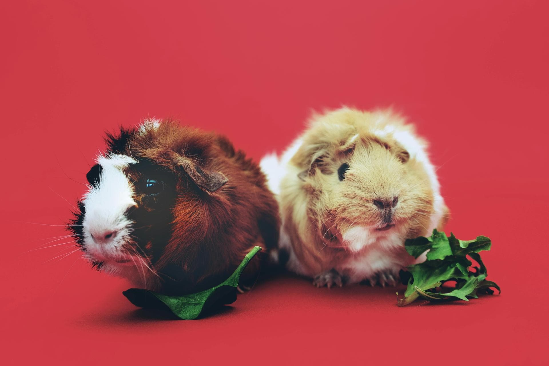Vet Prescription Prices in Gateshead
