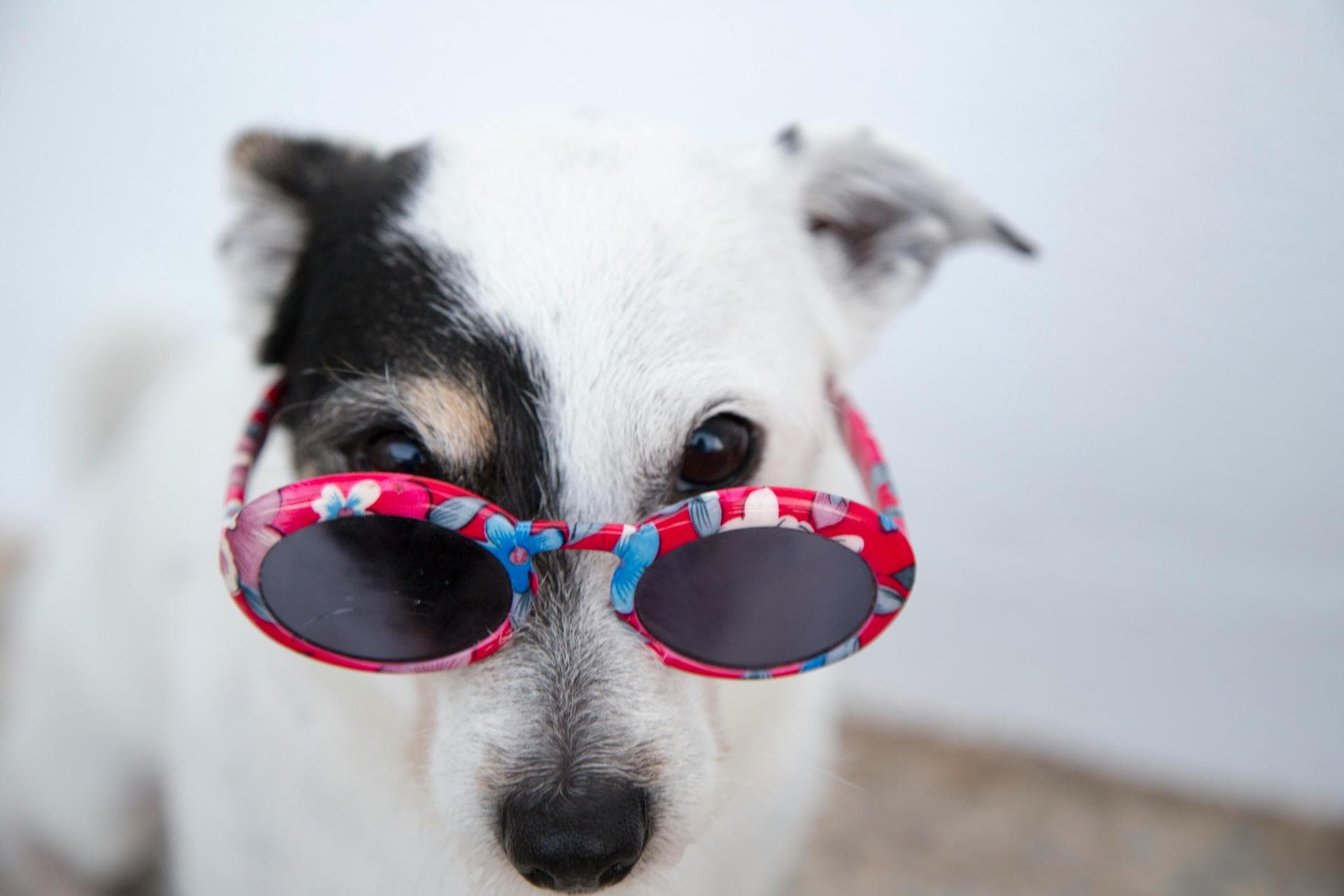 Specialist Vets in Gateshead